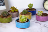 LAMDAWN Cute Ceramic Succulent Garden Pots, Planter with Drainage and Attached Saucer, Set of 5 -Plants Not Included (Ice Cracks Round Colors) - LAMDAWN