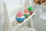 LAMDAWN Cute Ceramic Succulent Garden Pots, Planter with Drainage and Attached Saucer, Set of 5 -Plants Not Included (Ice Cracks Round) - LAMDAWN