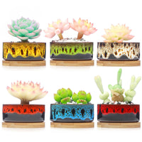 LAMDAWN Cute Ceramic Succulent Garden Pots, Planter with Drainage and Attached Saucer, Set of 5 -Plants Not Included (Vivid Round Colors) | ICE CRACK | LAMDAWN