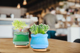 LAMDAWN Cute Ceramic Succulent Garden Pots, Planter with Drainage and Attached Saucer, Set of 6 -Plants Not Included (Ice Cracks) - LAMDAWN